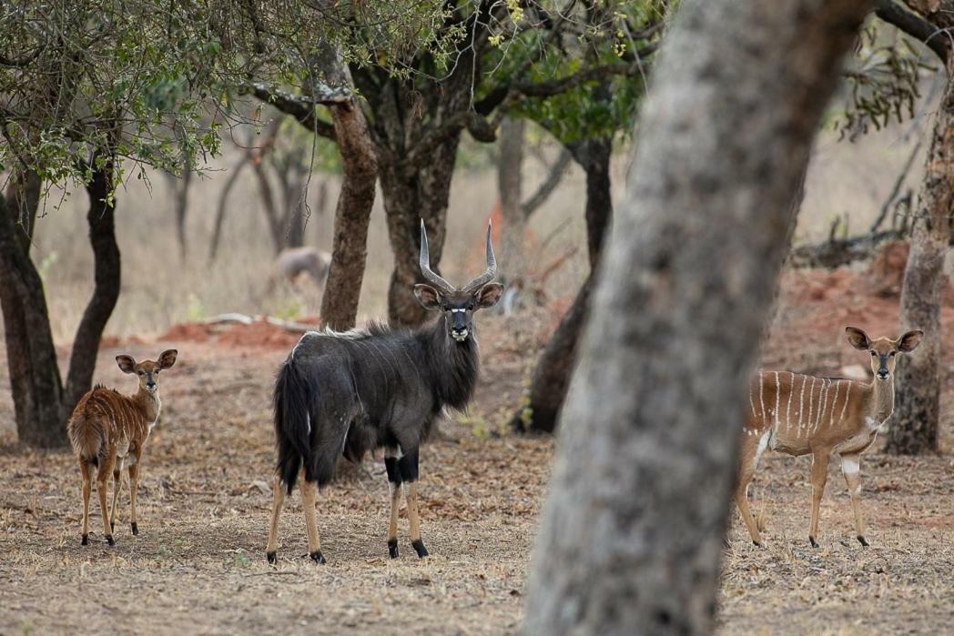 Kiyala Guest Farm Hotel Mbombela Bagian luar foto